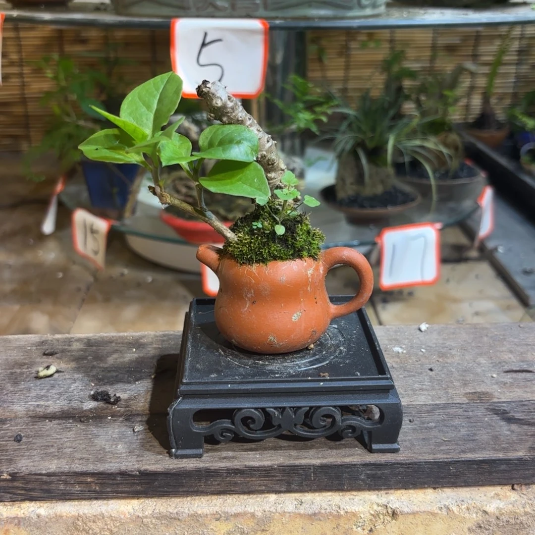 无花朵渡*退款拉黑 一物一拍320