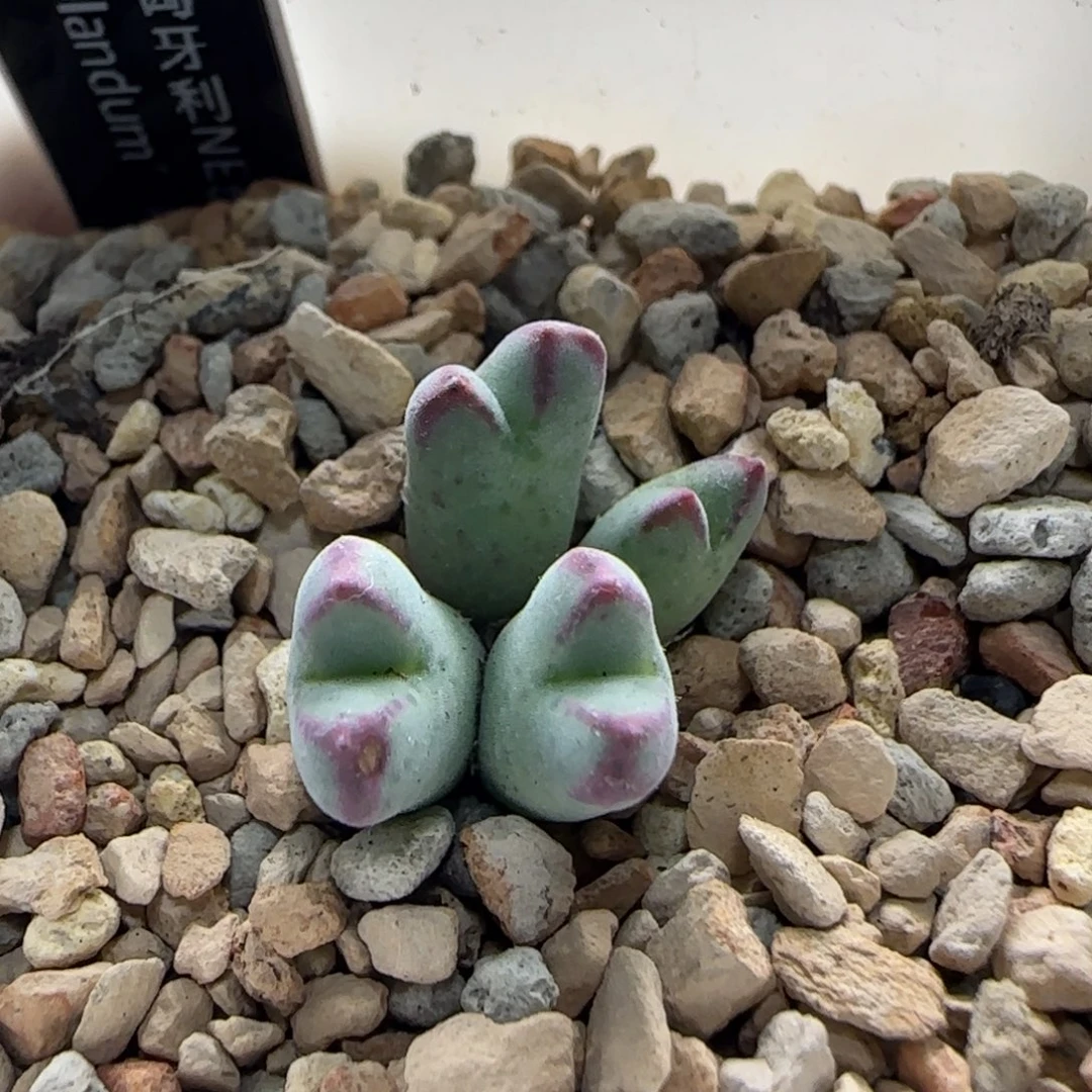 9-5-7-3当天满38包邮匈牙利小猪蹄脱土