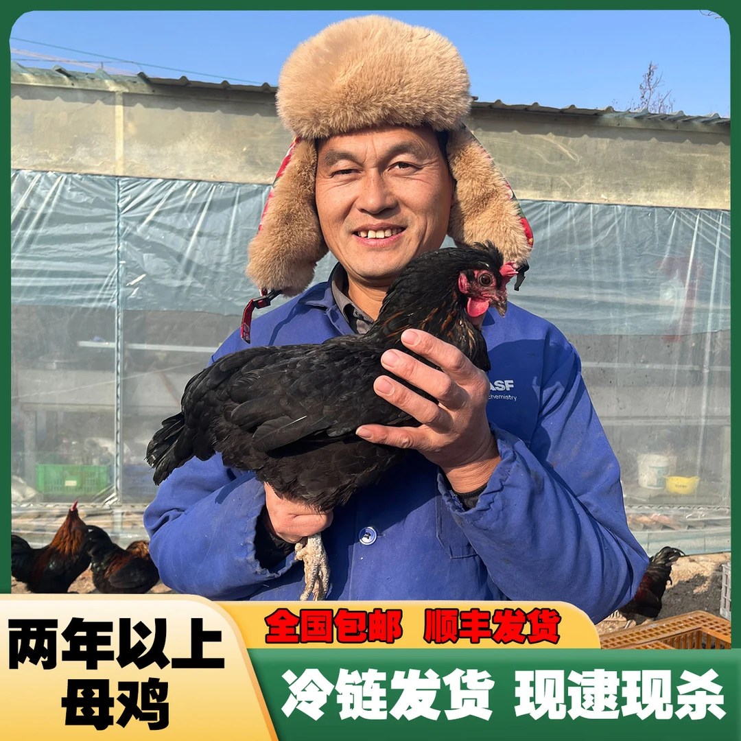 【顺丰包邮】两年以上散养母鸡冷链发货现逮现杀肉质鲜美适合炖汤