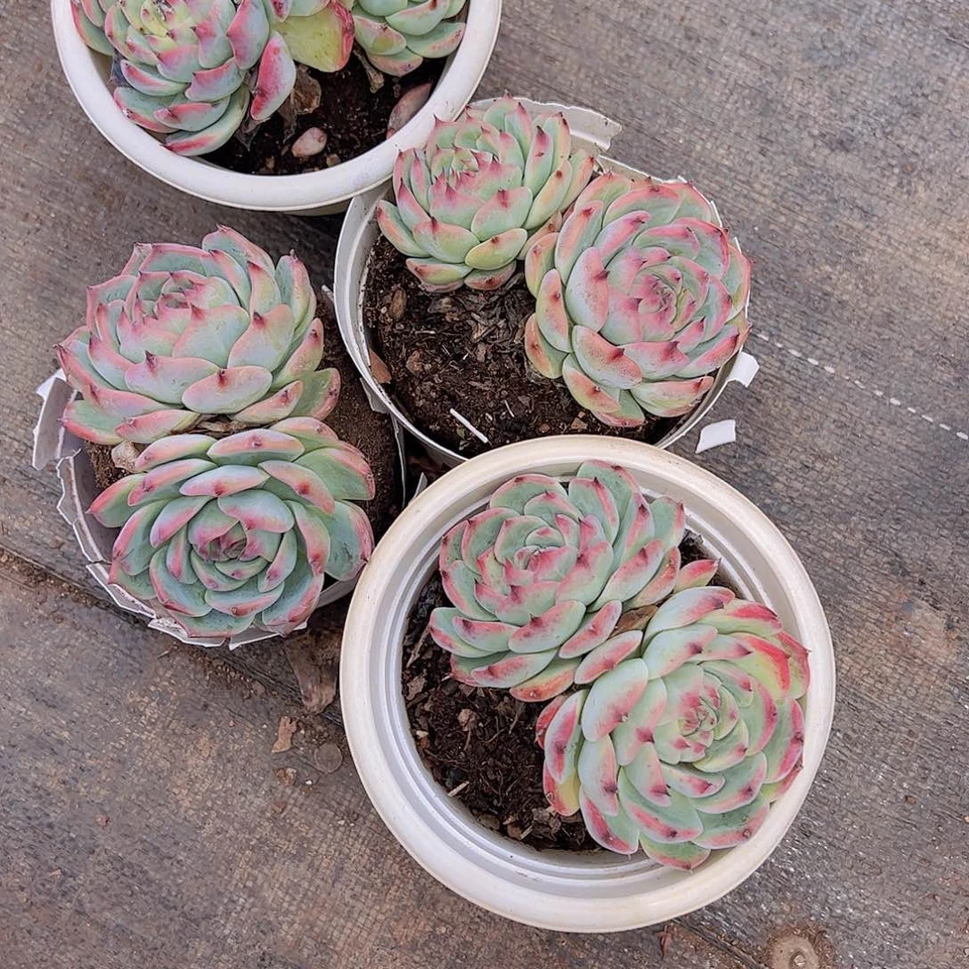 吉娃娃双头起发精品老桩