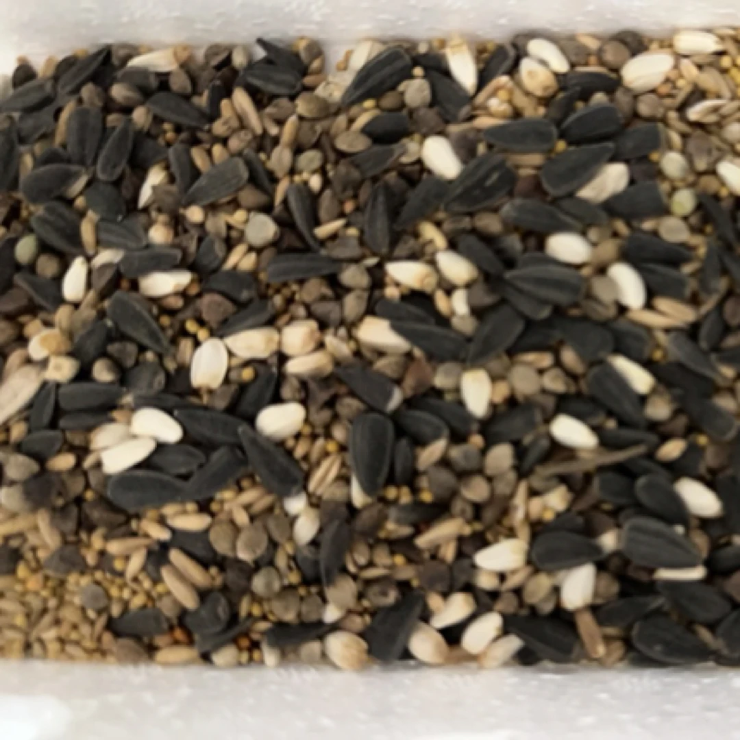 鹦鹉混合粮断奶粮吃了肥肥胖胖