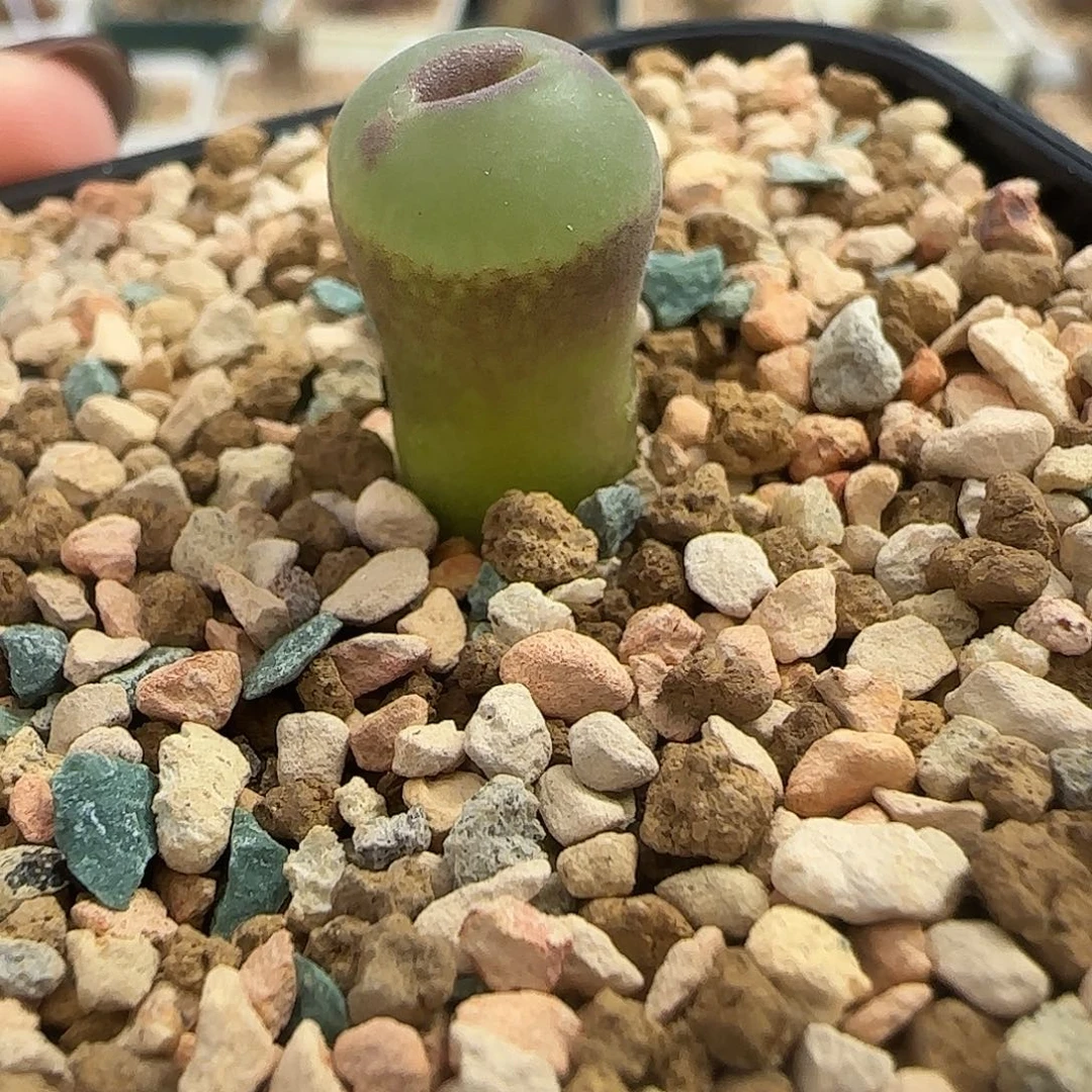 多肉植物元旦大漏108号