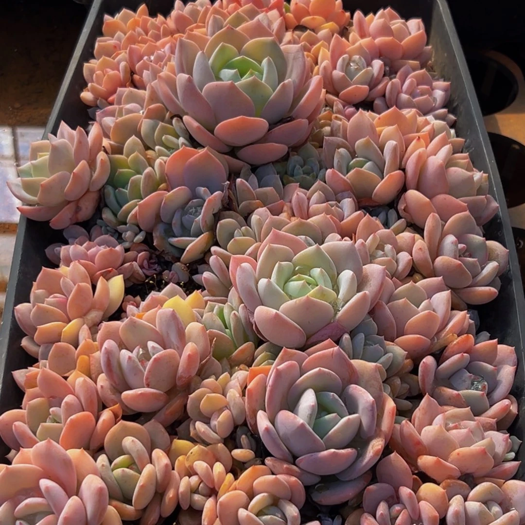 273的大大方方从vvv吧