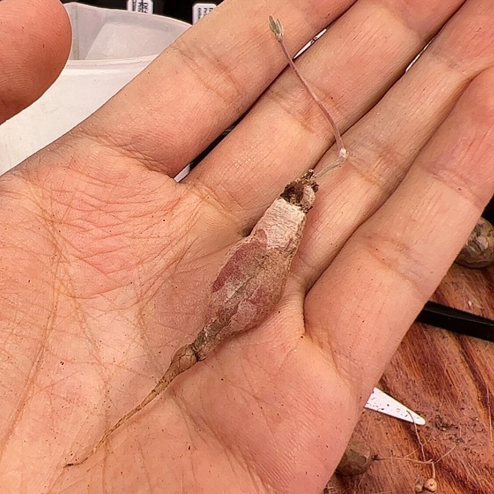 肾叶洋葵，1.2厘米左右