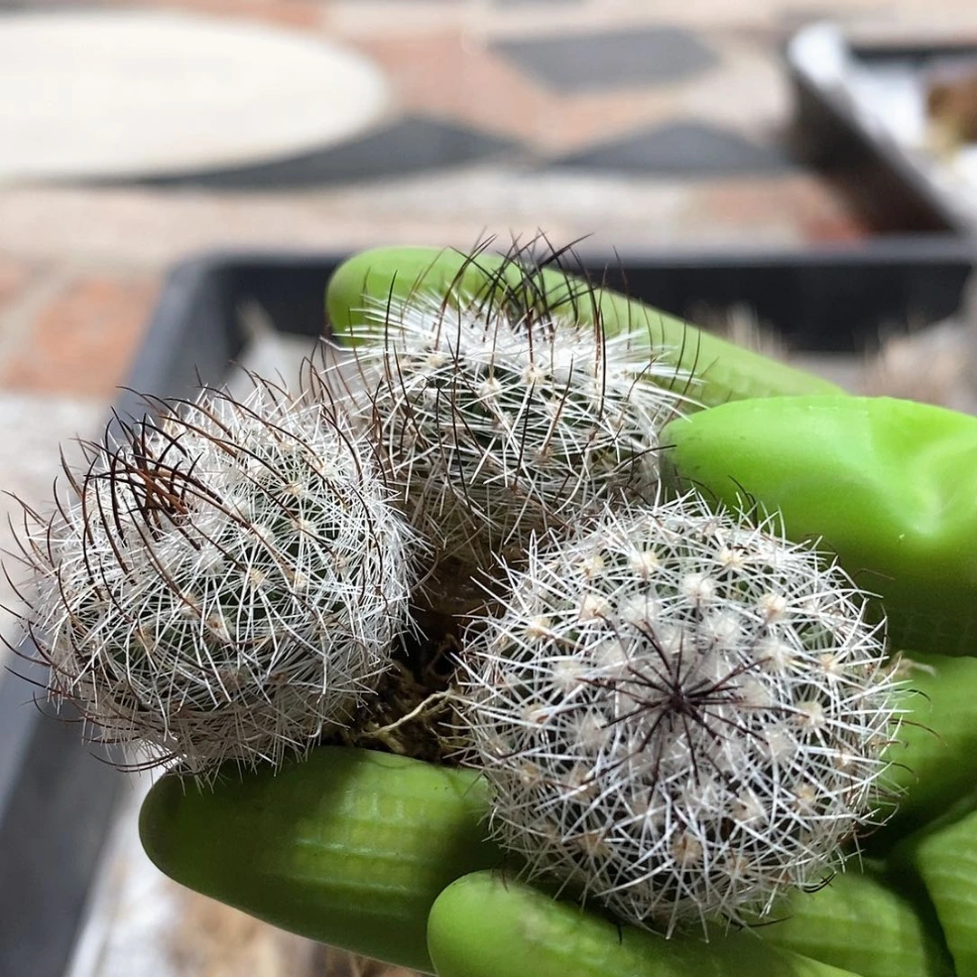 四**友实生缩玉仙人球