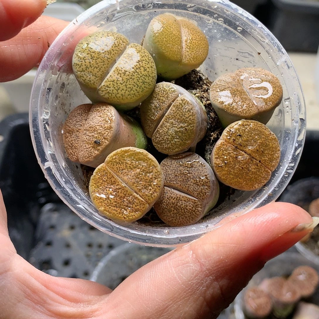 好****E29多肉植物保护