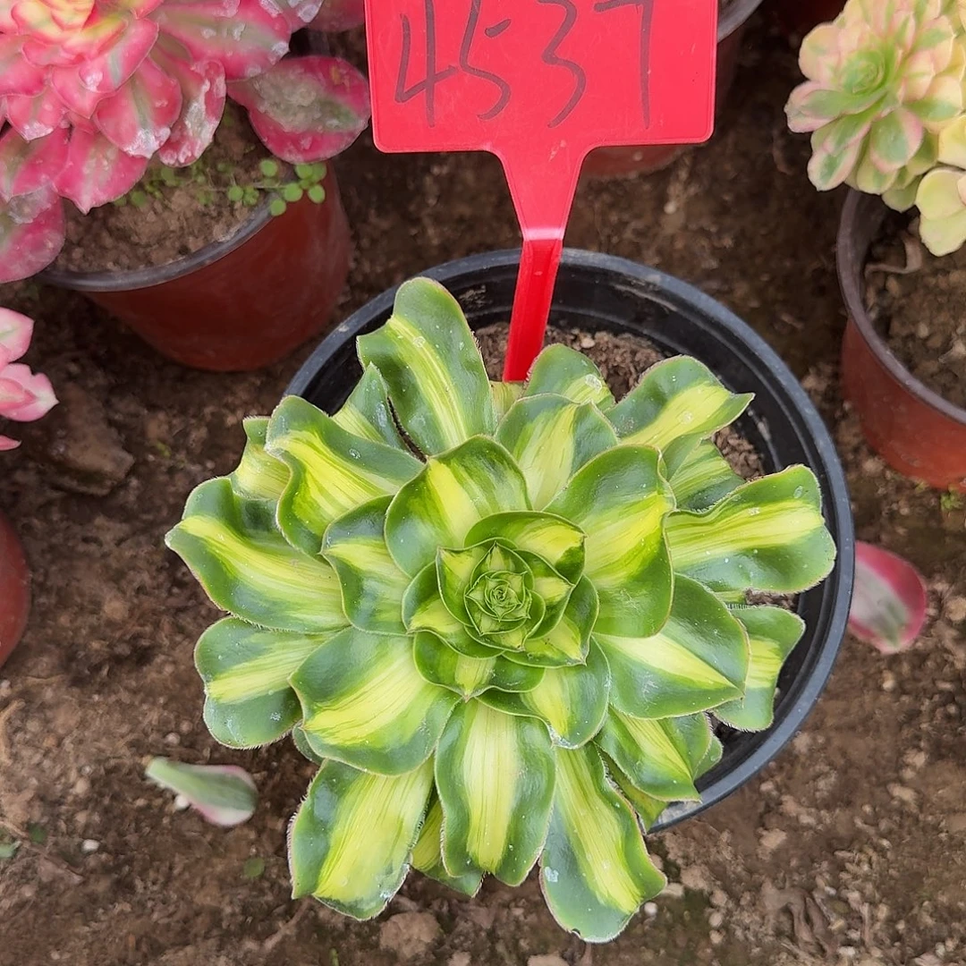 4537暴君多肉法师