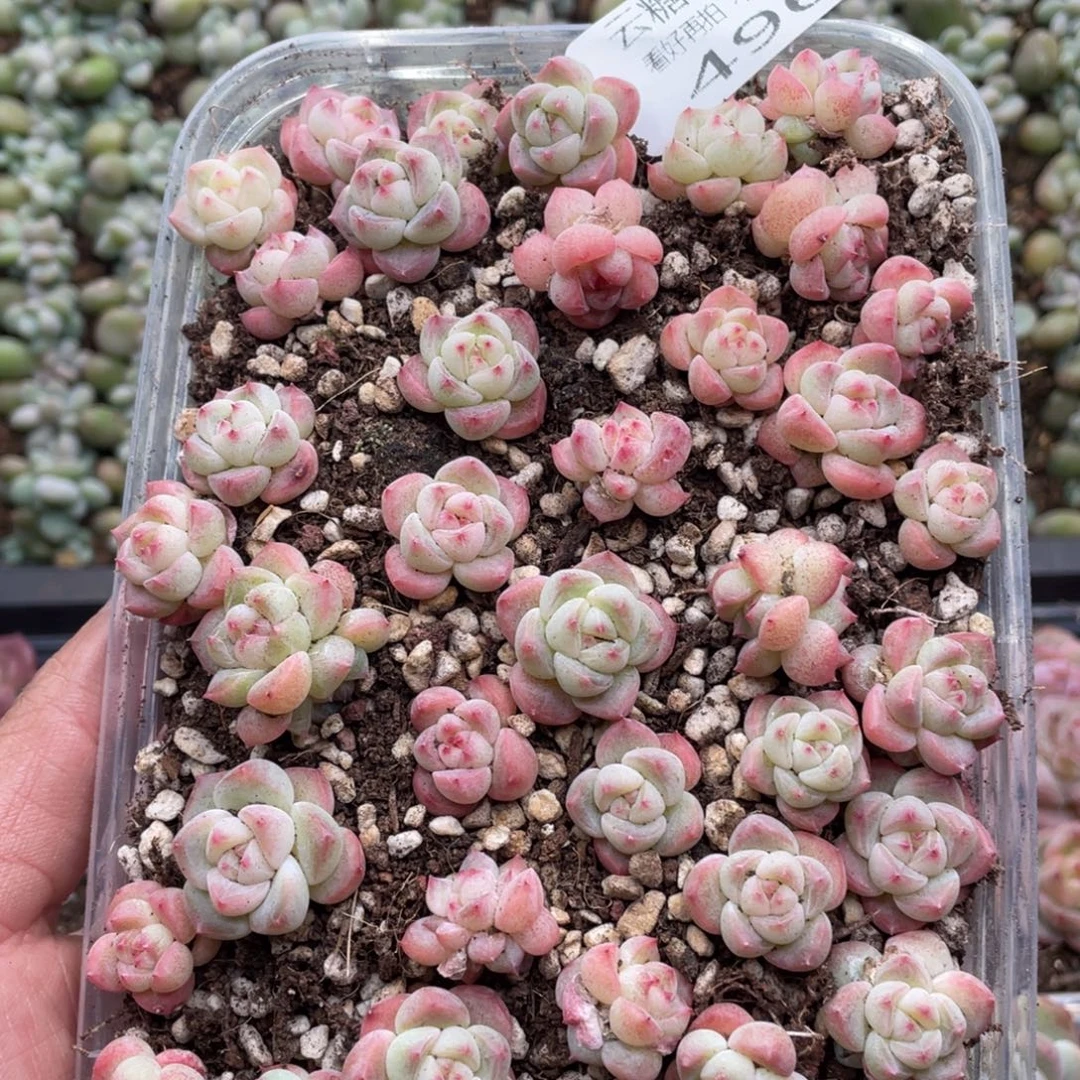 云糖心多肉植物496