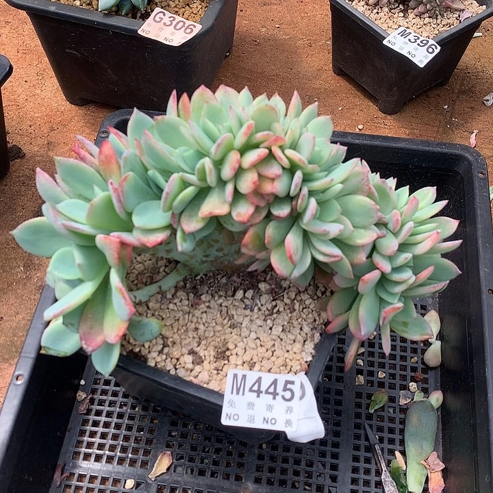 暮光之城缀化 多肉植物9.17号左右发