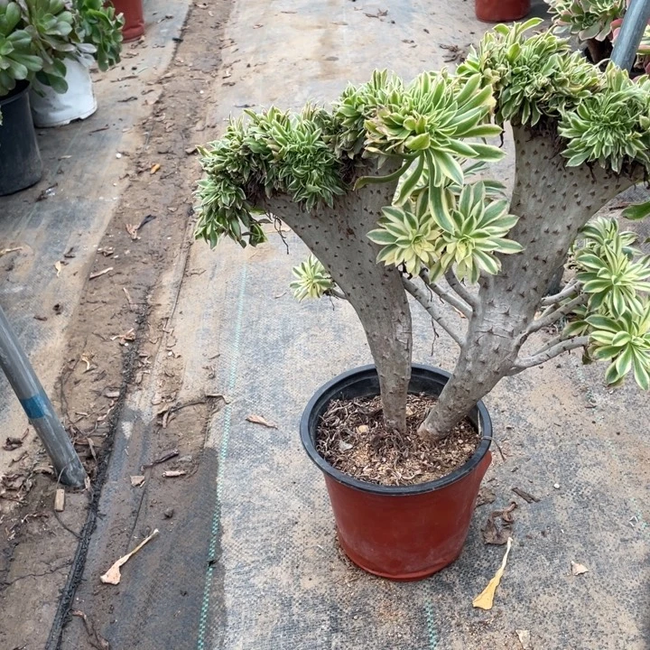 20多肉植物多肉多肉多肉多肉