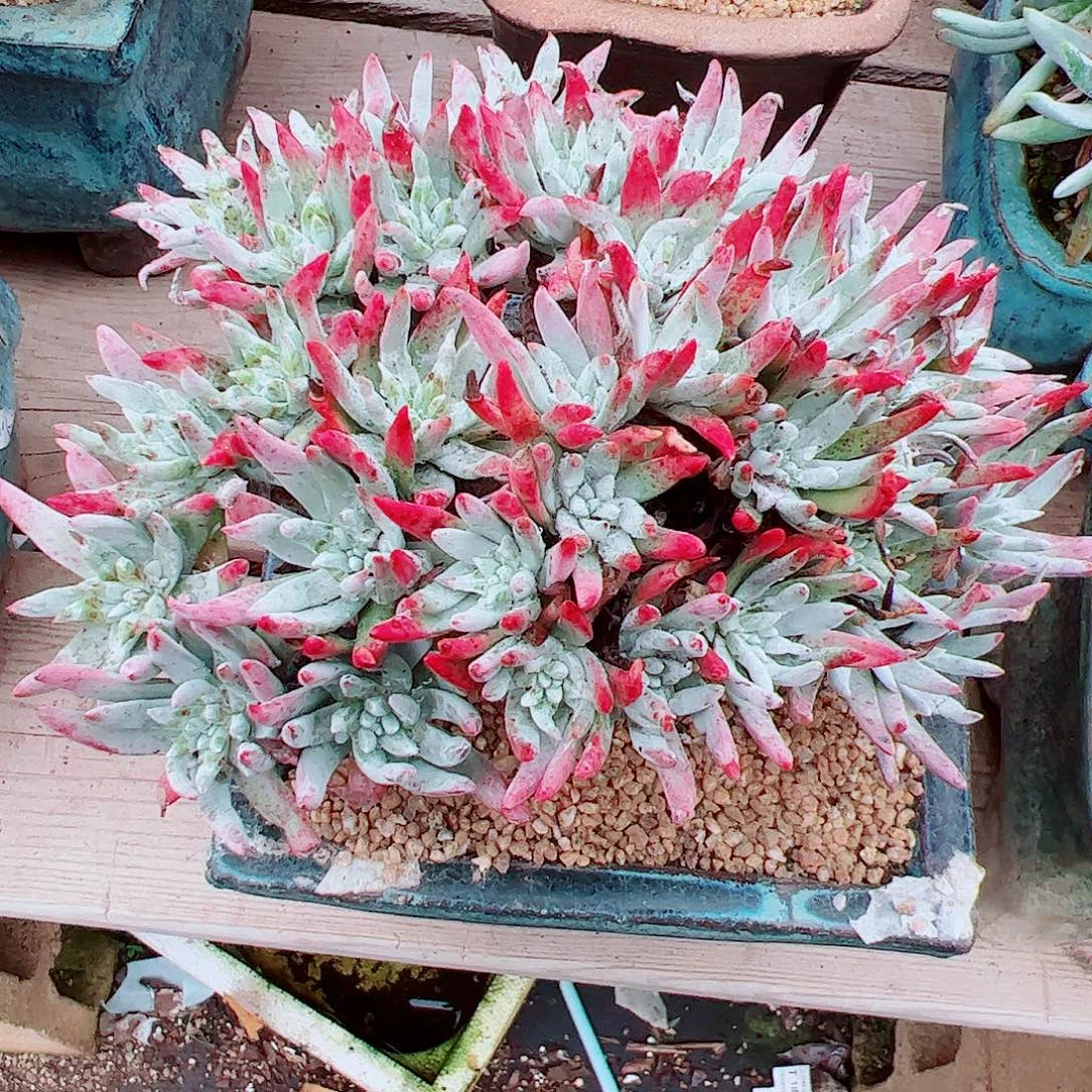 1989海瑟白菊仙女杯