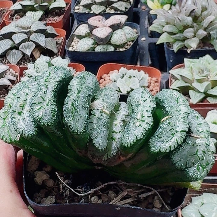 A***魚无花朵十二卷 荒肌母本福利