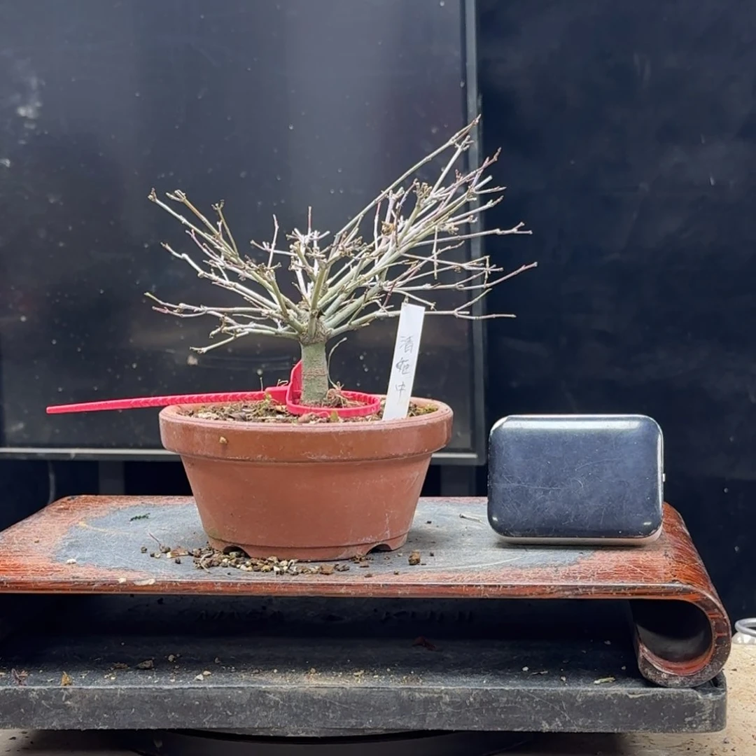 盆景不包邮顺丰到付d****n589