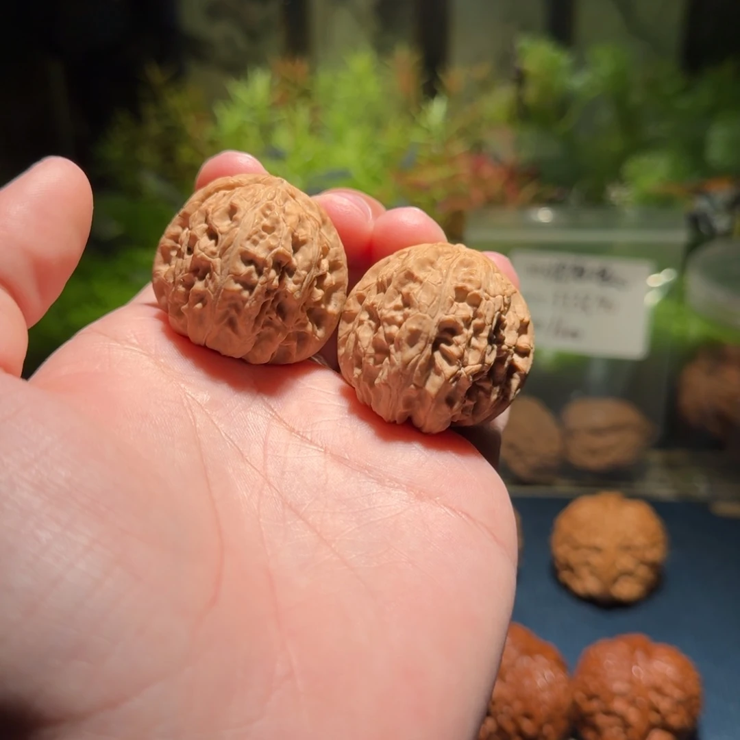 538号36白狮子文玩核桃
