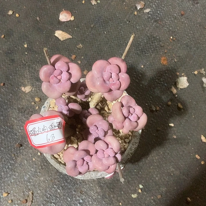 不***人阿纪是我家鳄鱼兔姐姐