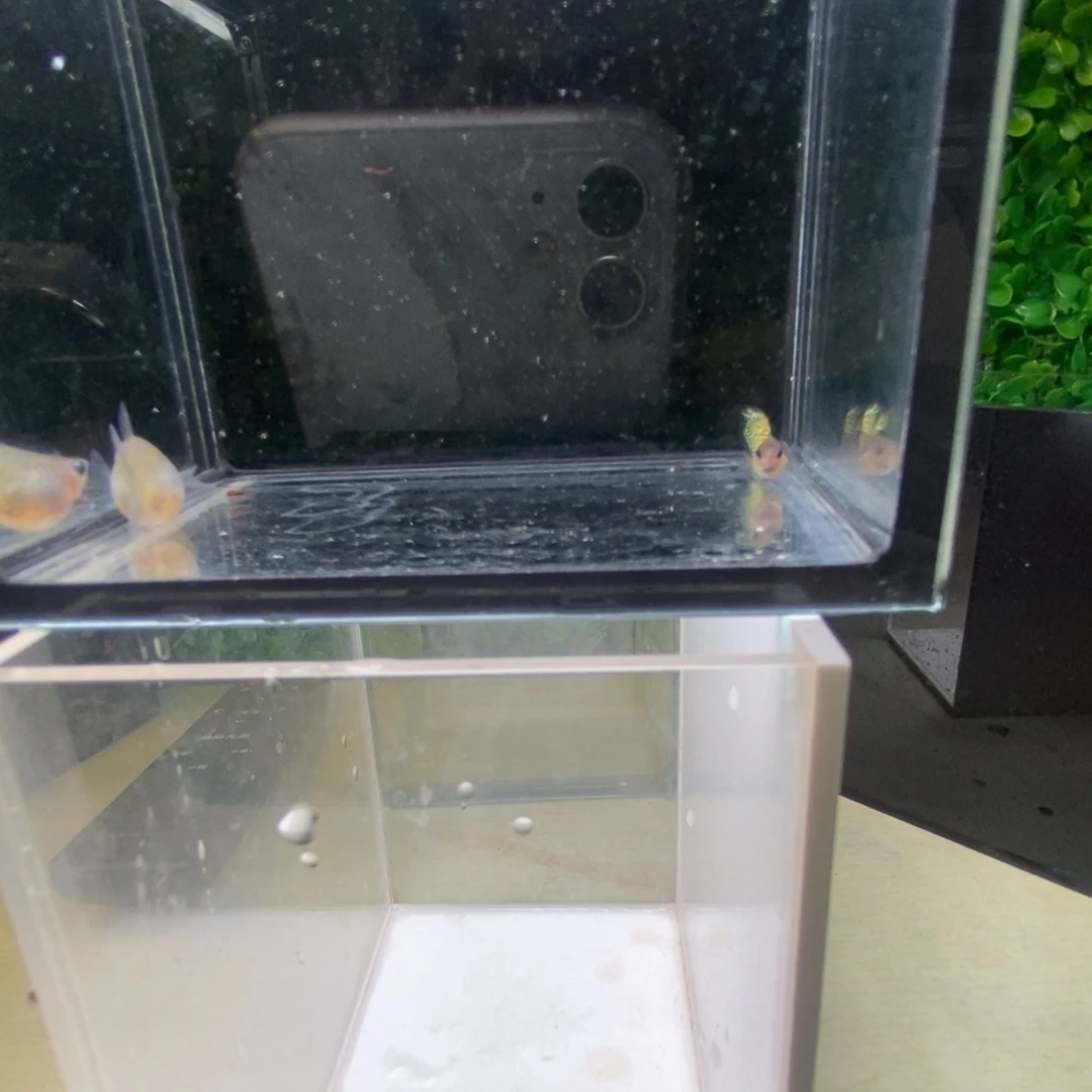 孔雀鱼黑金蕾丝球体一对