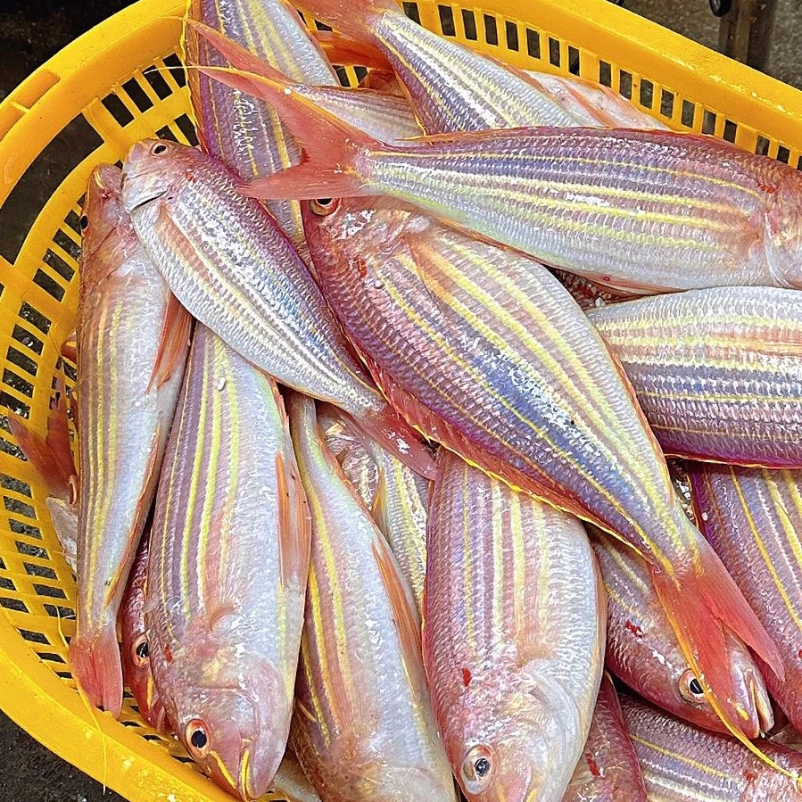海钓金线鱼  5斤（2-3条/斤） 野生海钓金线鱼 速冻发货 顺丰包邮