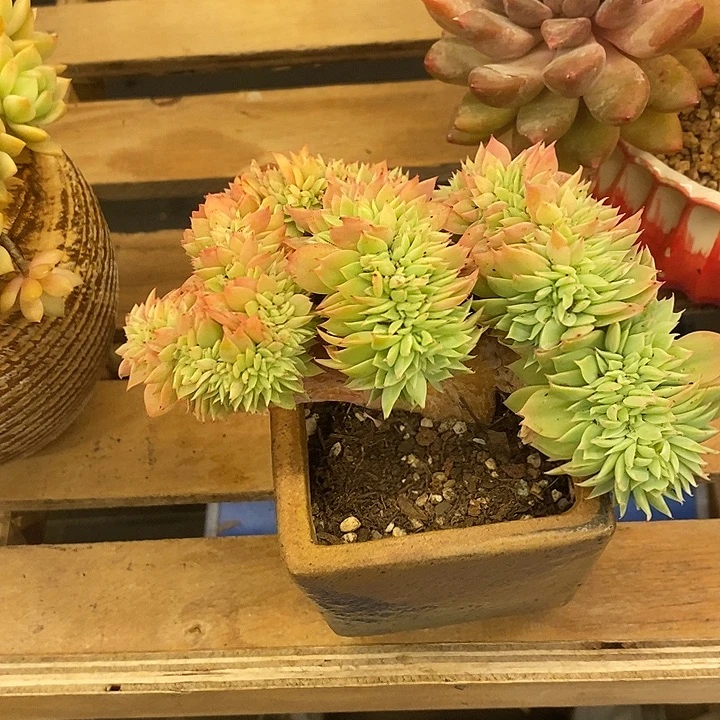多肉植物肉肉植物