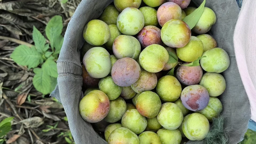 云南昭通大关脱骨半边红酸甜脆爽现摘现发