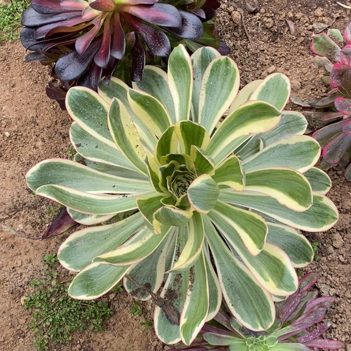 燕姿锦大单头多肉