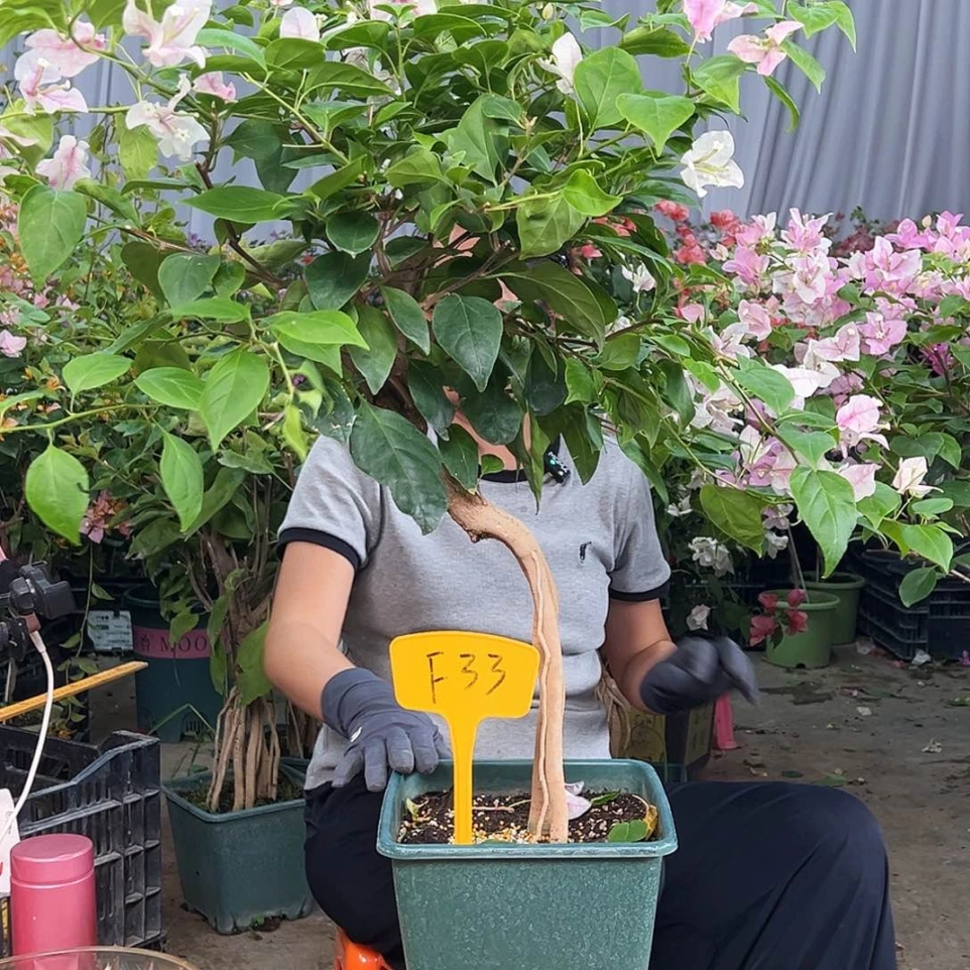 浠***宝当前无花栽培后可以开花F33章