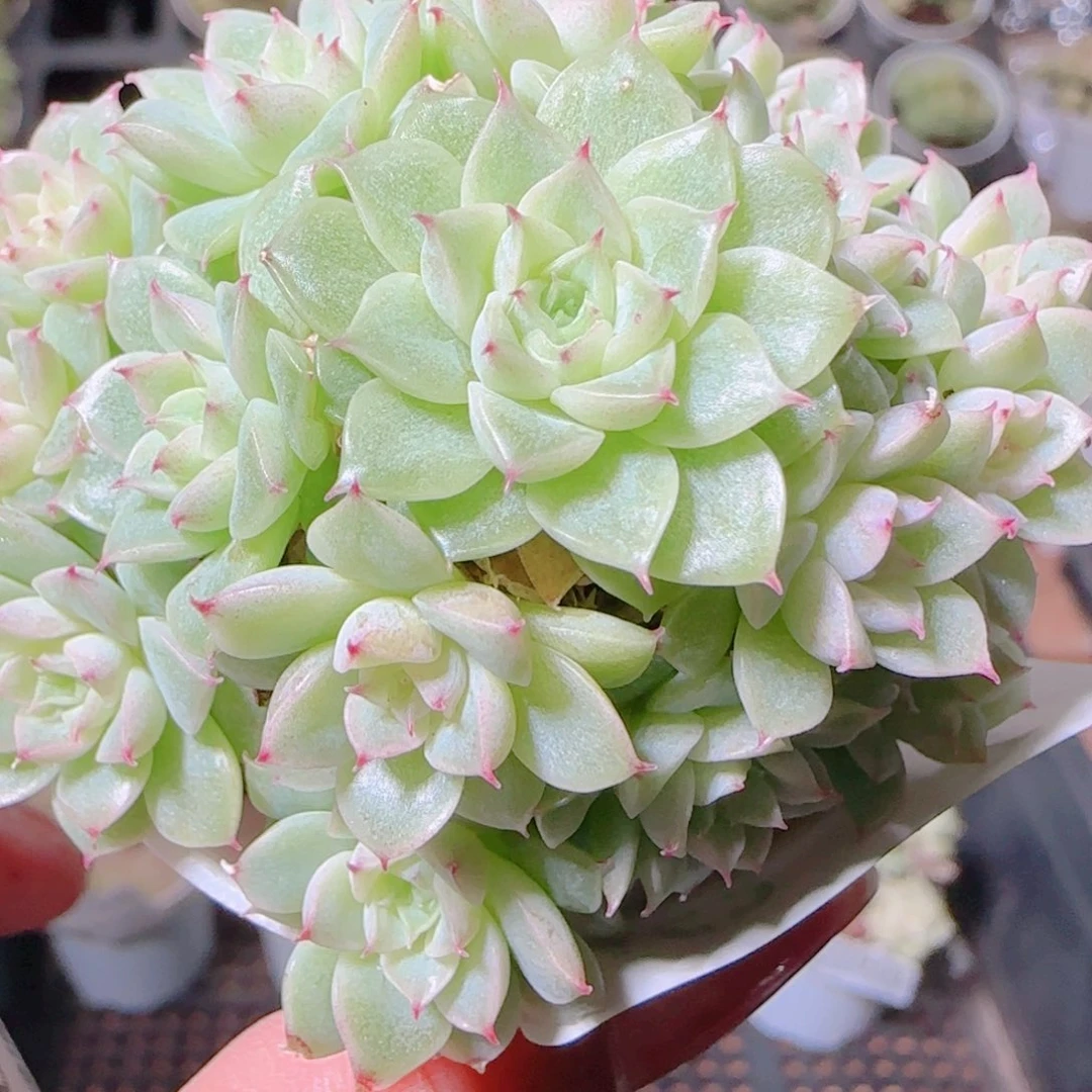 花语逸镜1104-463散