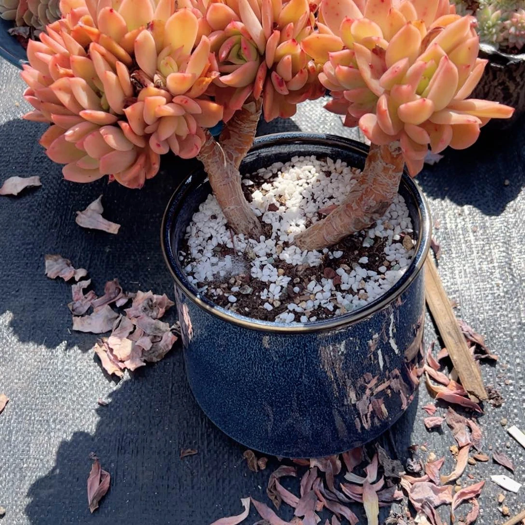 兰*绮罗缀带盆多肉