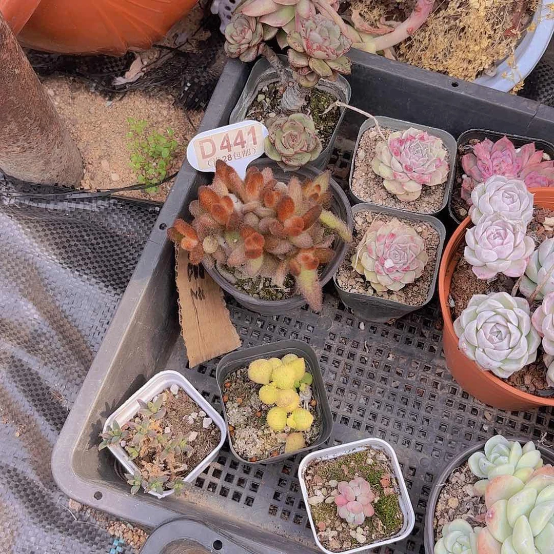 长**GD441孙悟空一物一拍