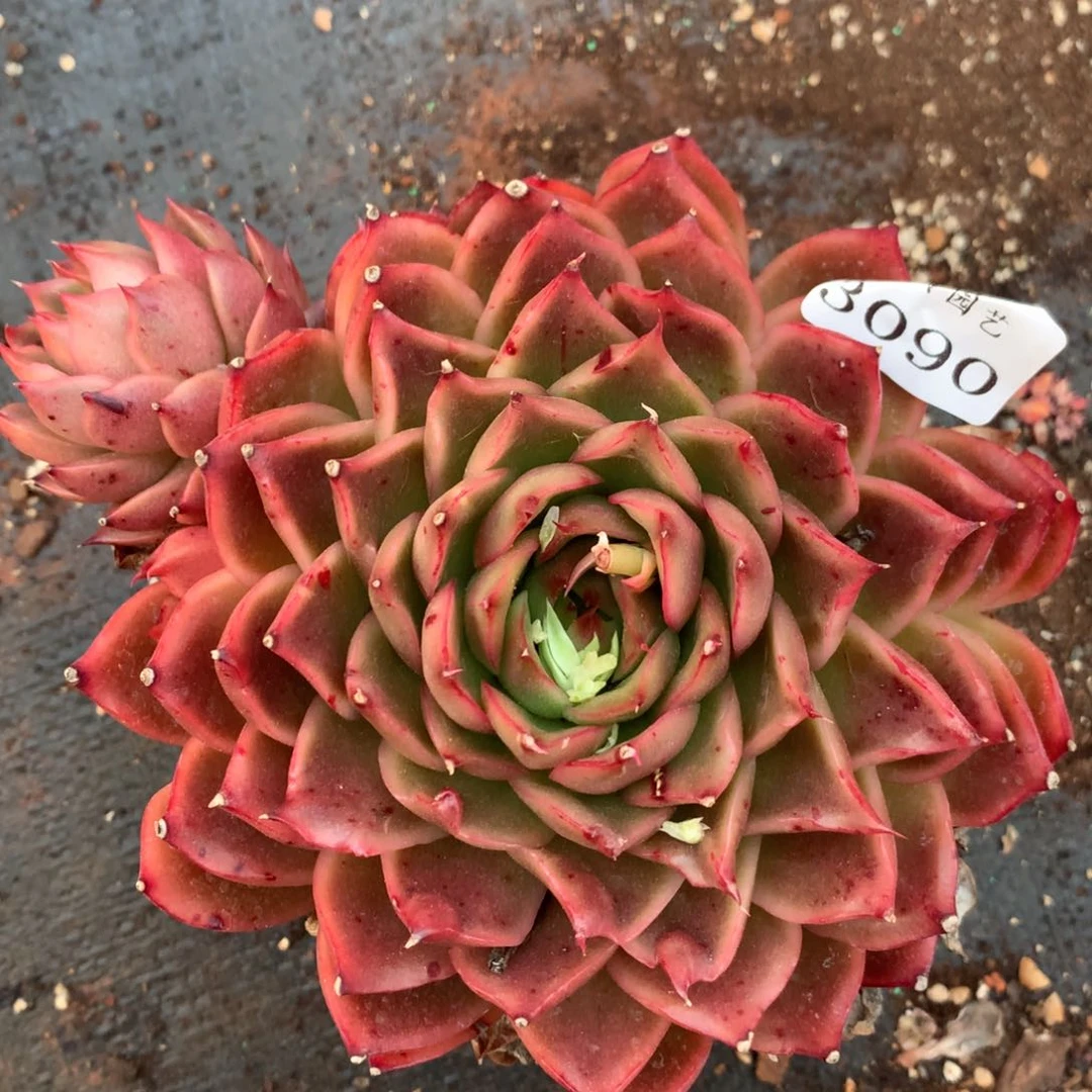 3090杂交精品基地15厘米