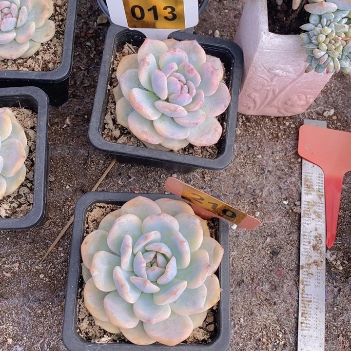 秋***。013 210号多肉植物2颗