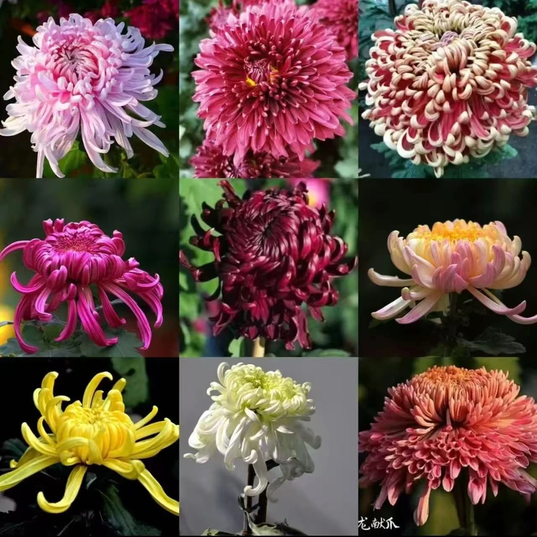 菊花苗盆栽地栽南方北方室内室外好养活观花植物