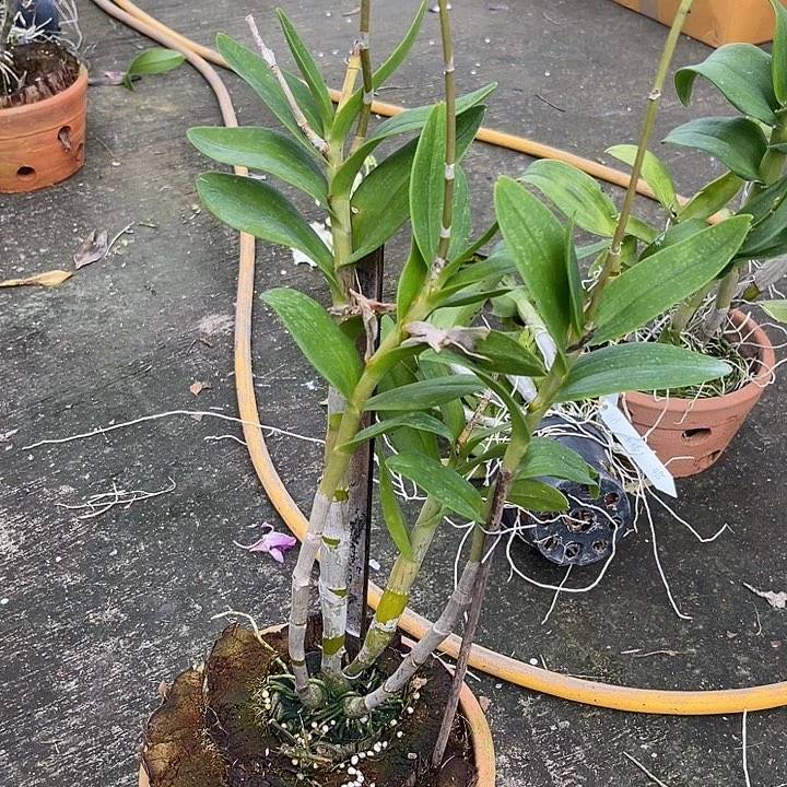 当前无花朵，栽培后可花朵紫松鼠513