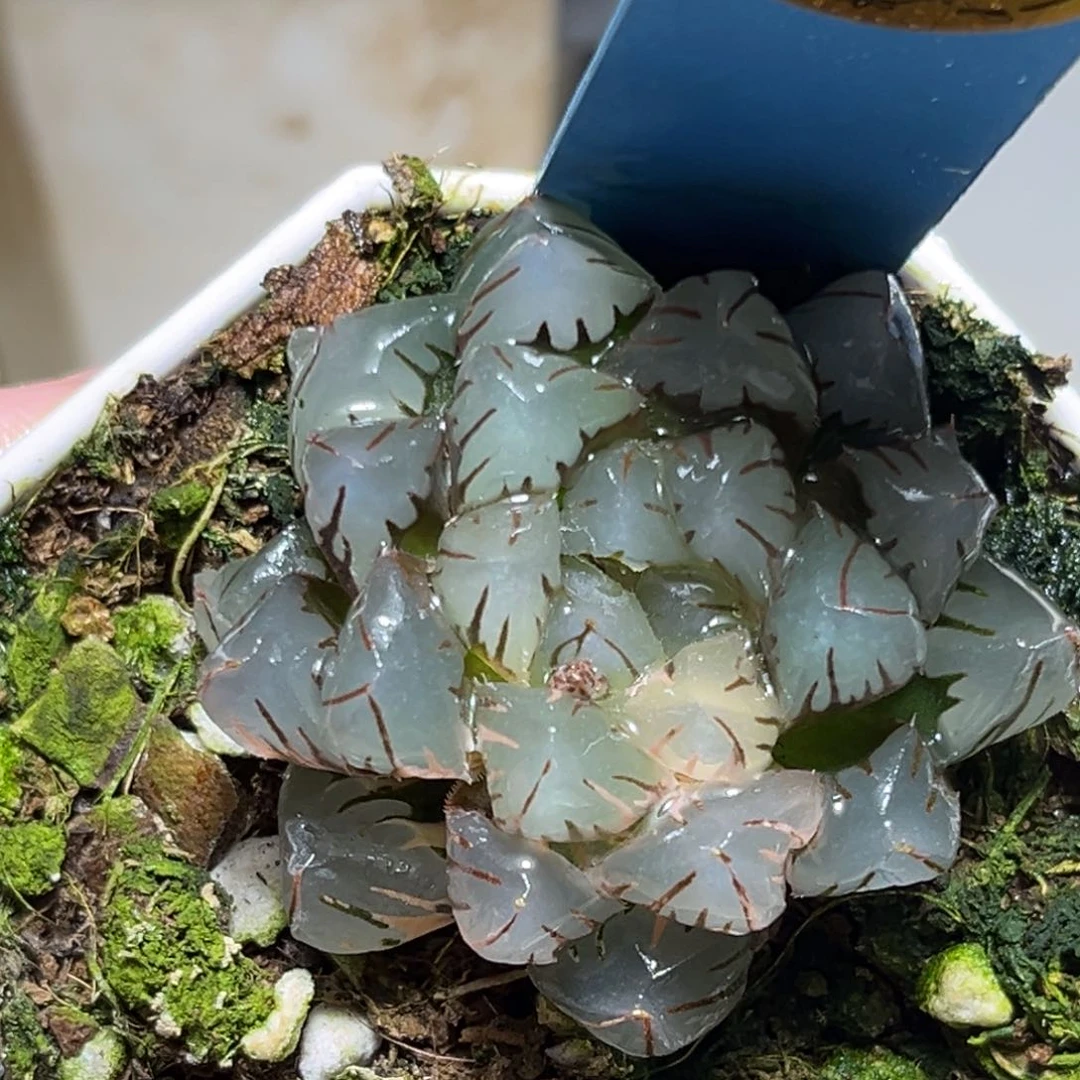 恭喜发财大吉大利757