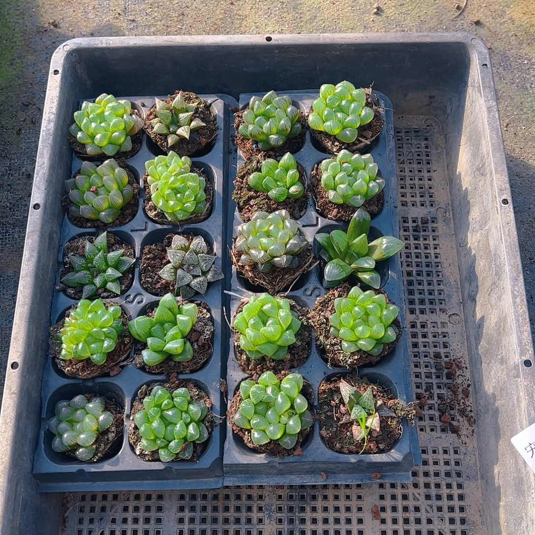 直播福利一物一拍136