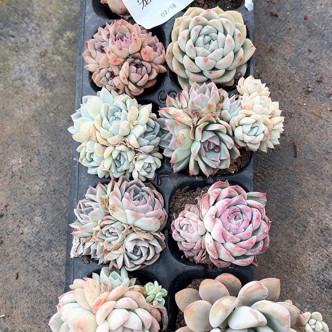 直播福利一物一拍83