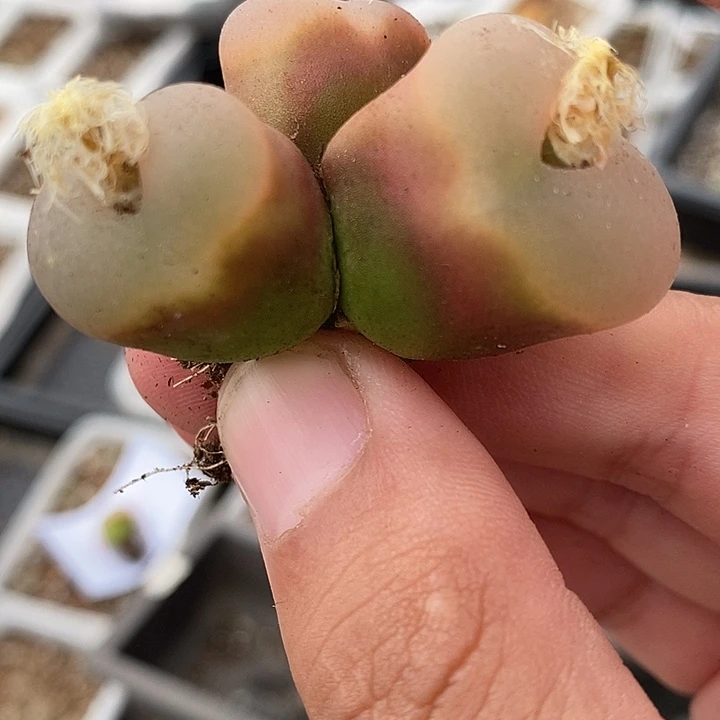 628冰魄荔枝窗一群。