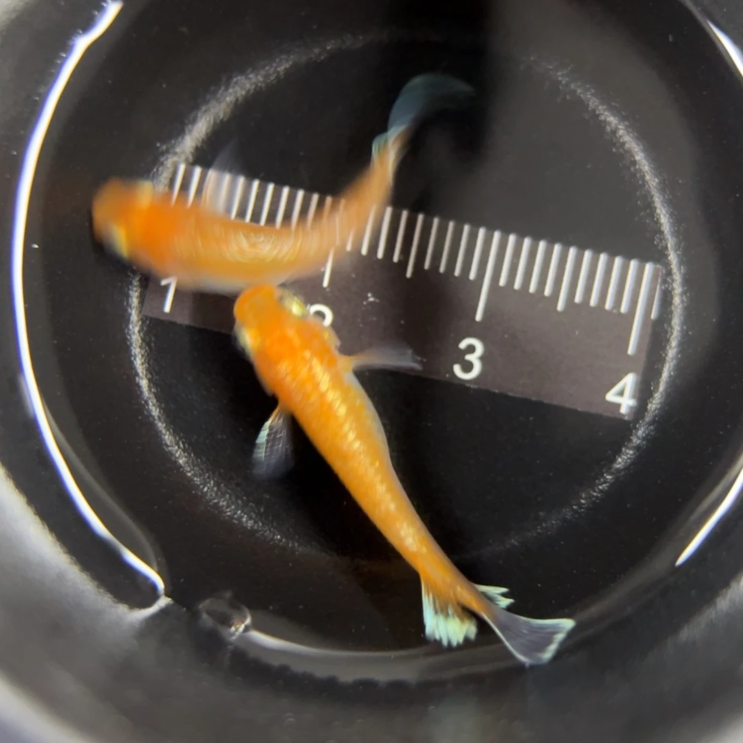 青鳉鱼观背青鳉 林血赤壁一对11