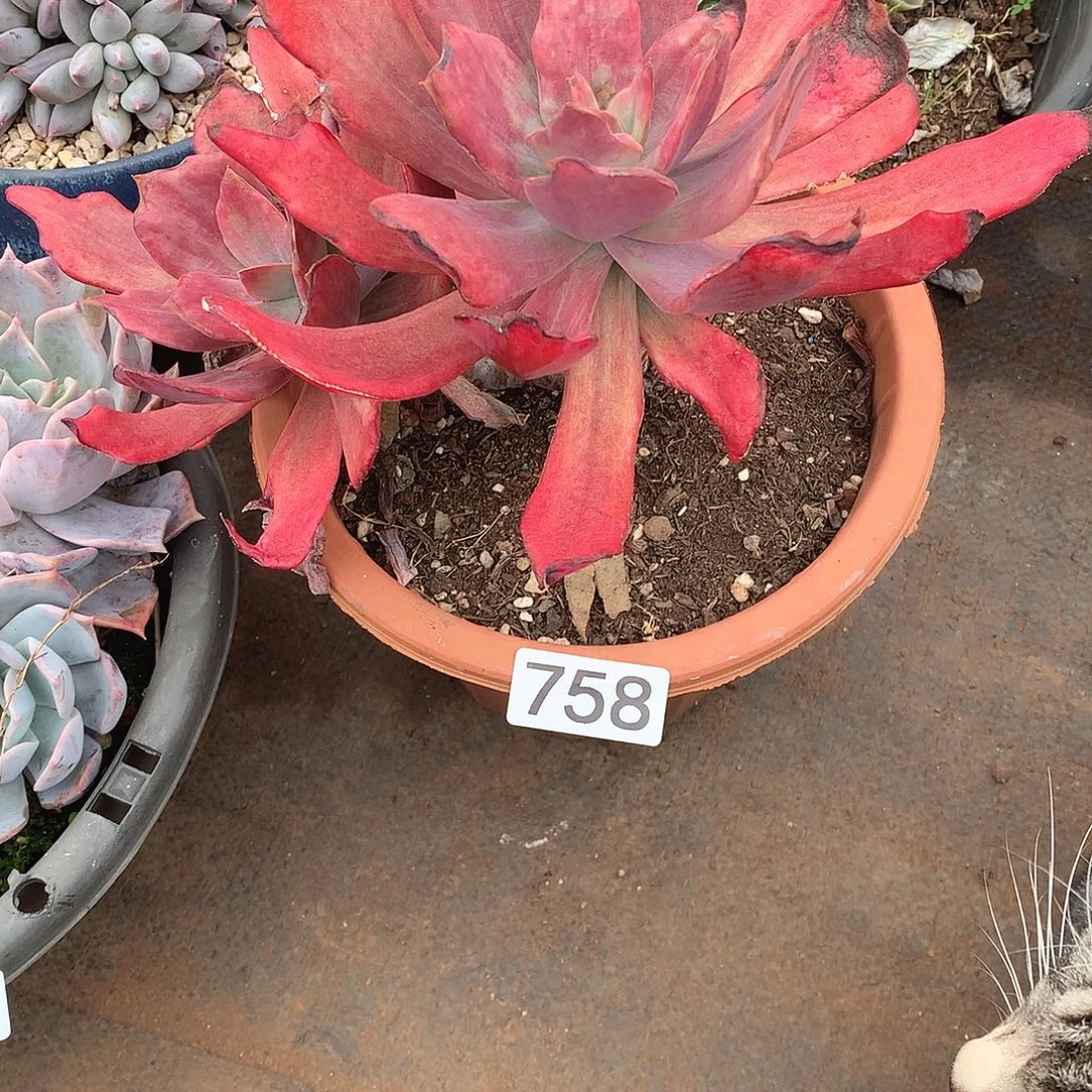 758钻石锦一物一拍多肉