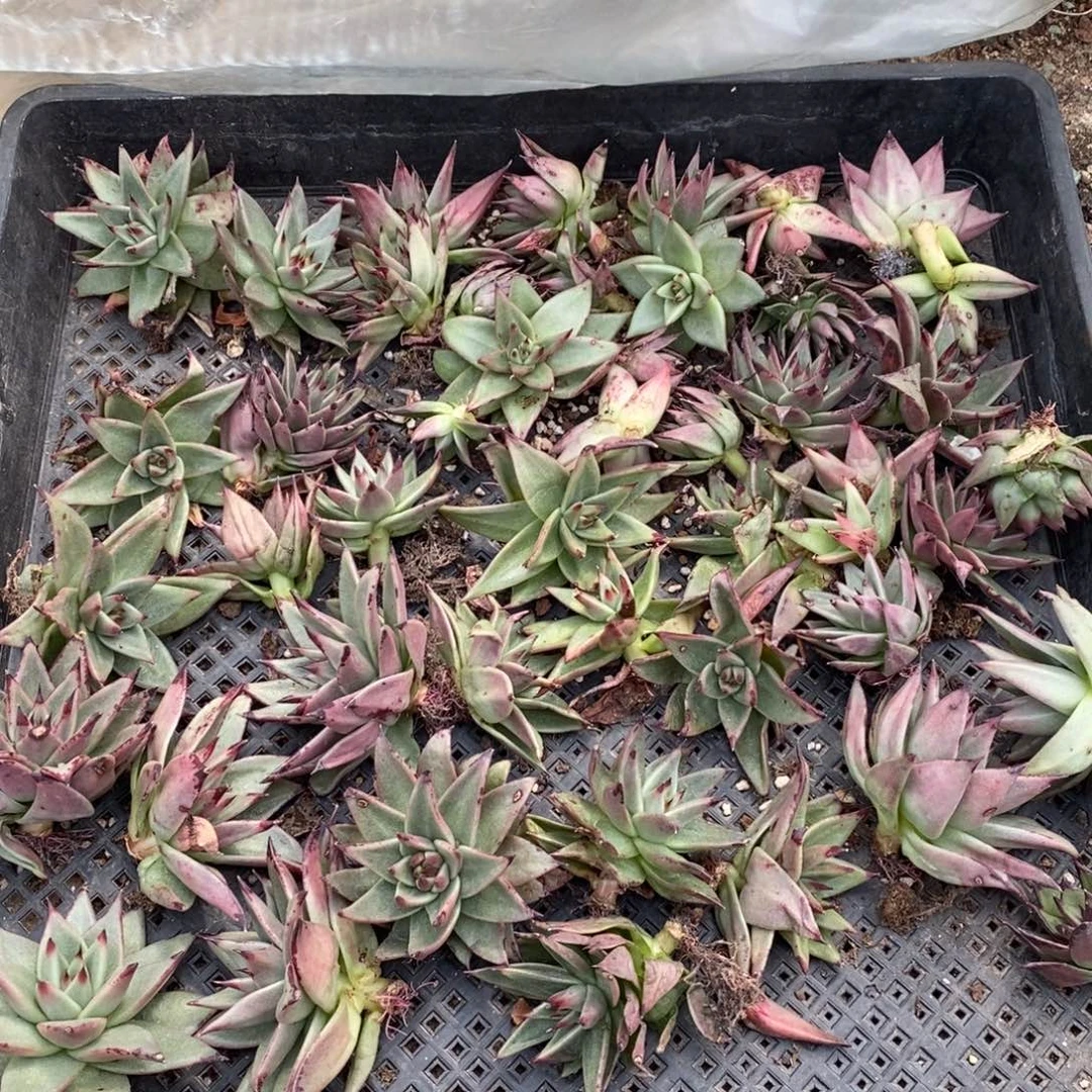 土*?美乌侧芽打包发货B-25.10.31