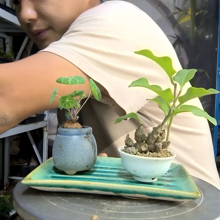 振*中青园艺一物一拍271