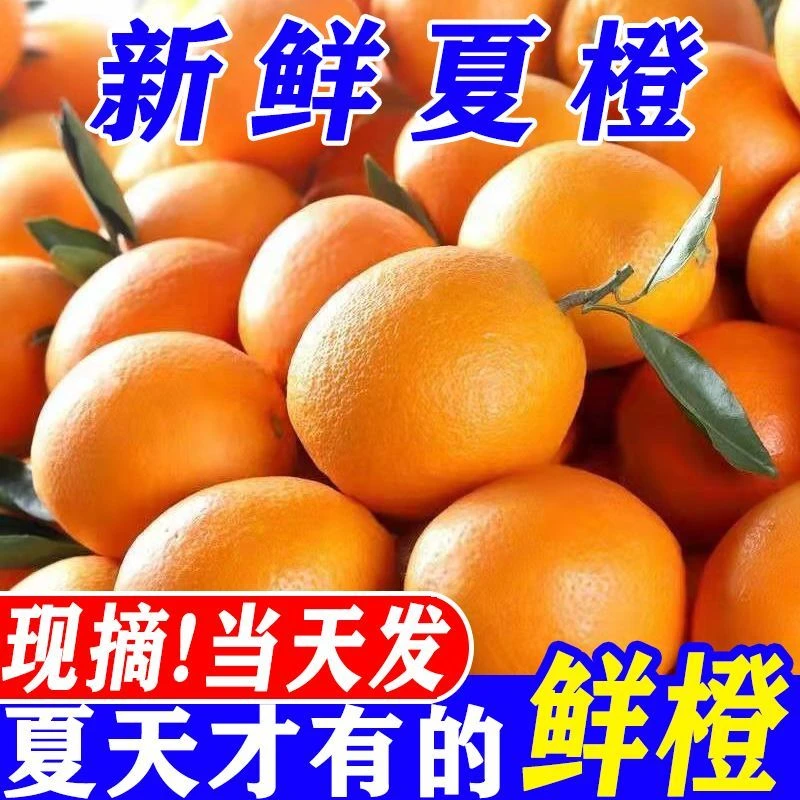 大降价】夏橙新鲜水果酸甜橙子应季水果薄皮商用蜜桔榨汁专用橙子