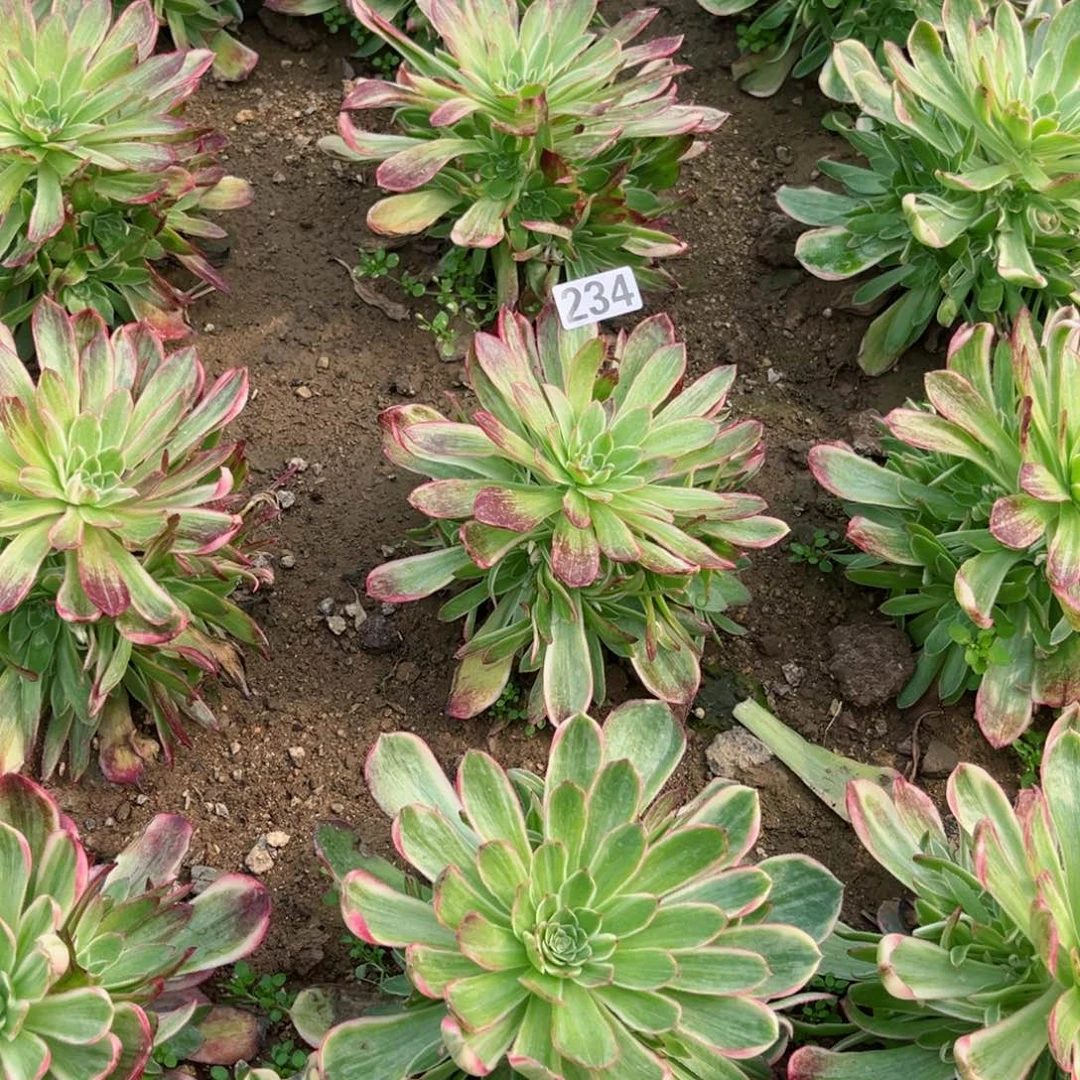 234万花筒多肉植物