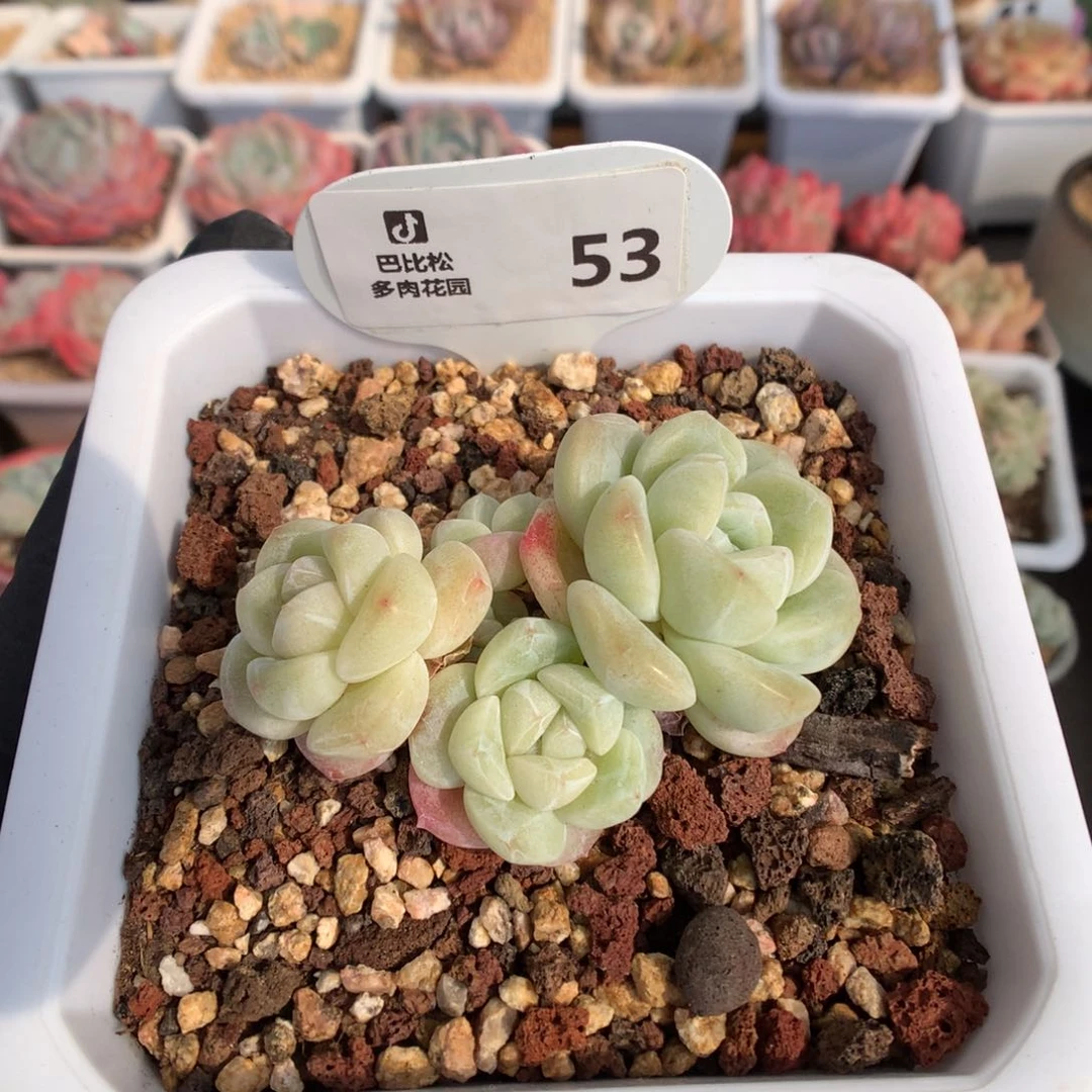 53 黄透心冰玉多肉
