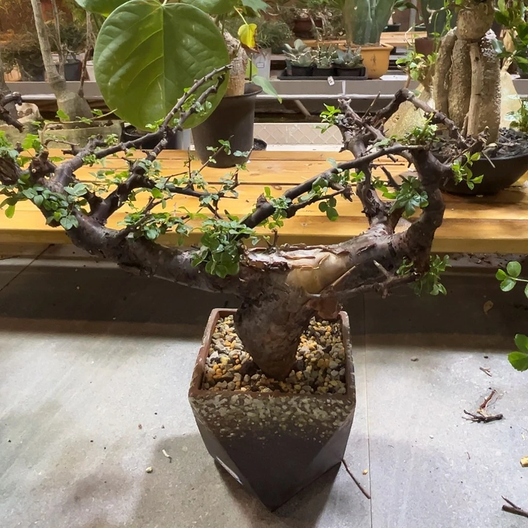 汤圆植物勃然恩斯橄榄