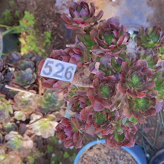 ****️多肉植物一个黑豆