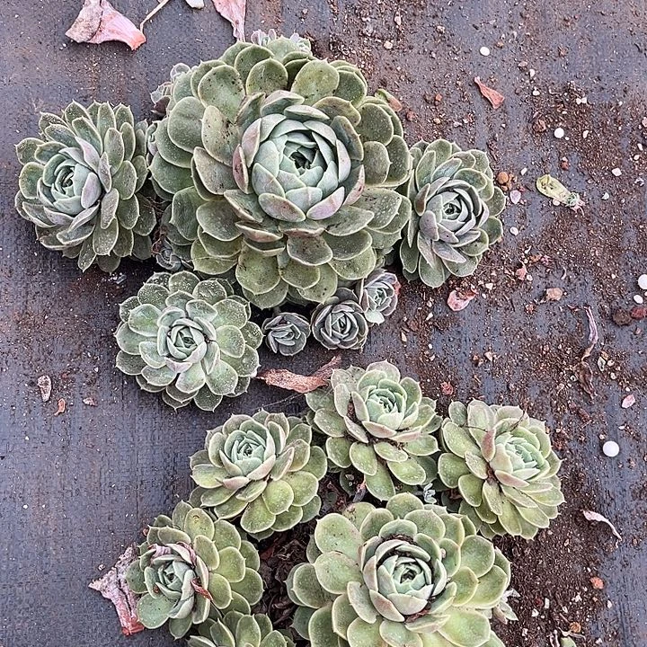昂斯诺2颗9.99多肉植物