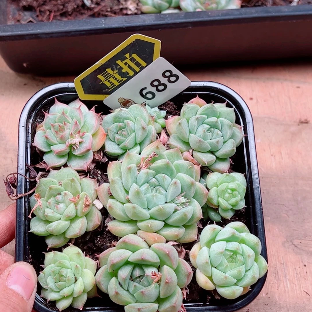 多肉植物多肉植物