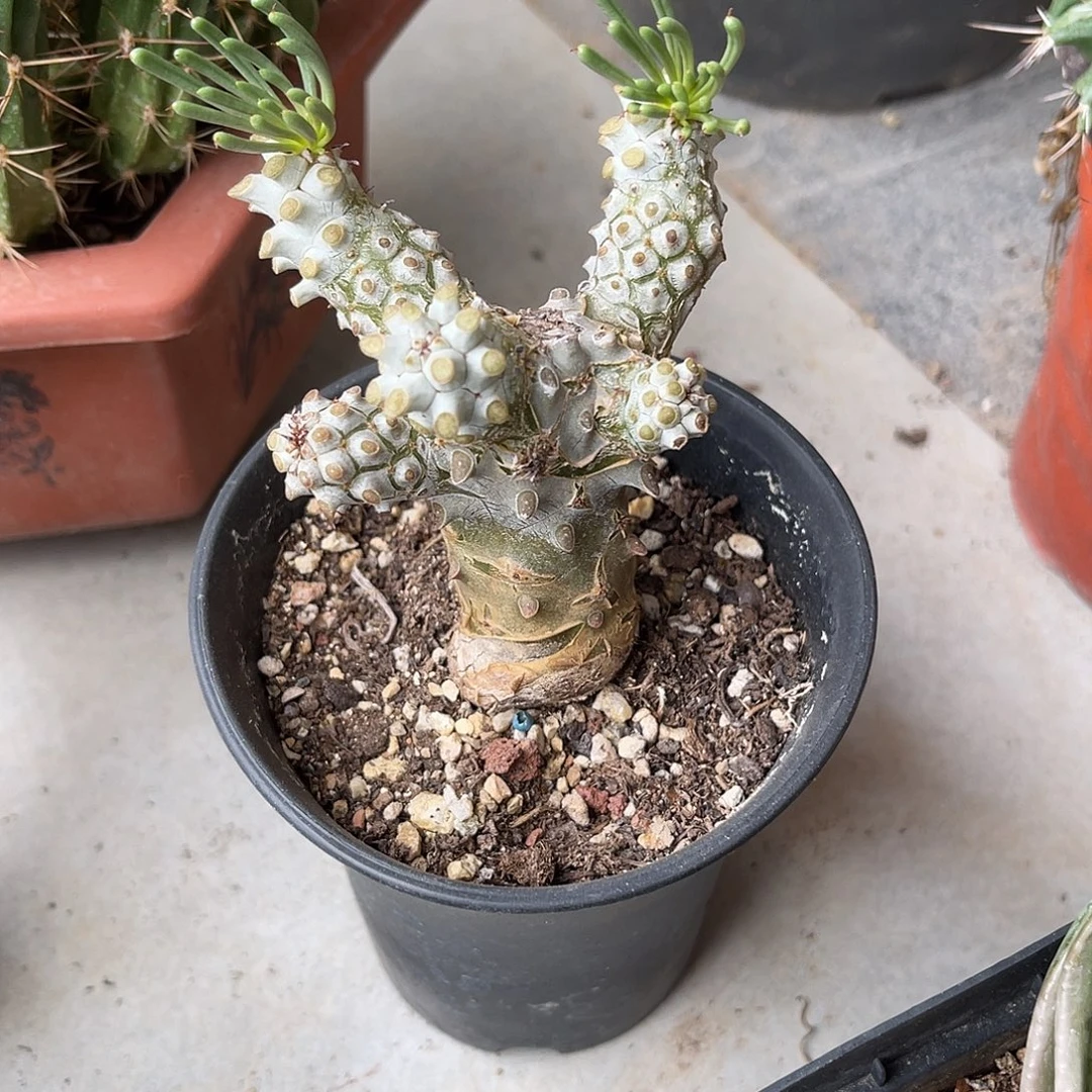 钟馗奇峰锦一物一拍