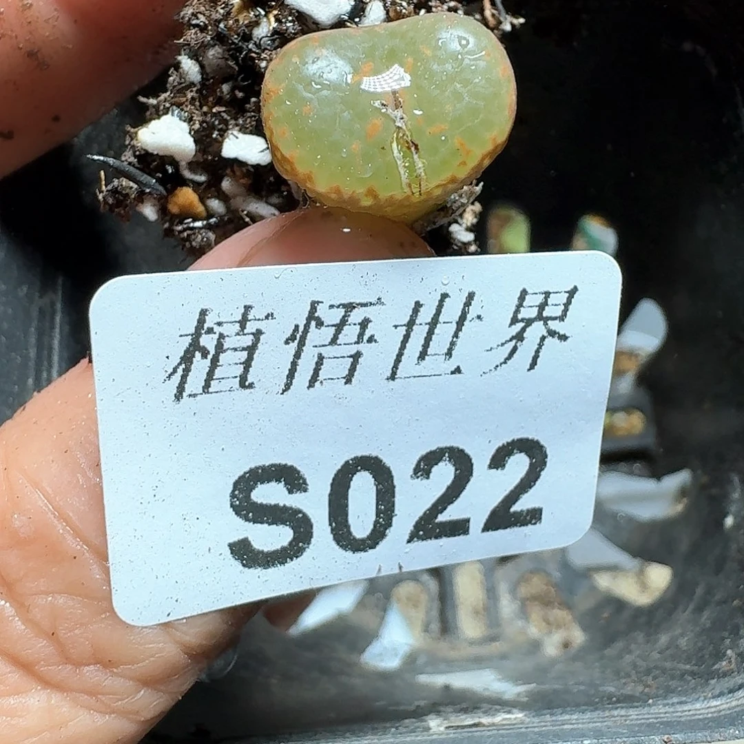 022盒多肉植物精油c g