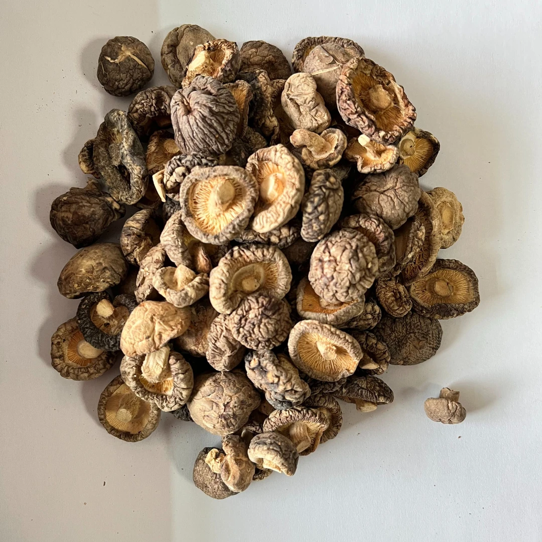 大别山海拔1000米深山高品质精品枫树香菇